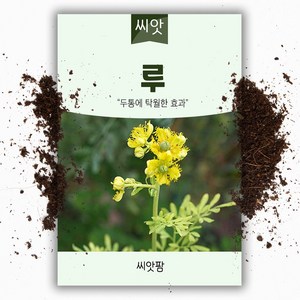 씨앗팜 허브 루 씨앗 (80립), 1개