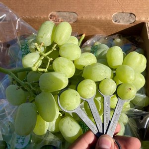 [신선배송] 아삭달콤 씨없는 애플청포도, 1개, 애플청포도 500g