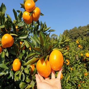 제주도 고당도 타이벡감귤 노지감귤 감귤, 1박스, 타이벡감귤 5kg(실중량4.5kg) 로얄(43~72과)