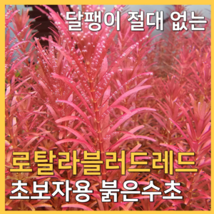 [수초농부] 로탈라 블러드 레드 붉은 색감 초보수초, 8개