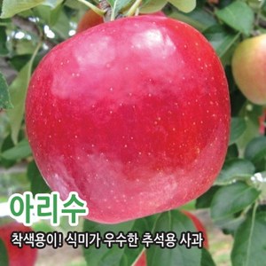 사과나무 묘목 부사 아리수 시나노골드 홍로 고이조라 충청농원, 아리수 이중접목묘 중묘