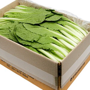 국내산 특품 얼갈이 배추 반박스 2kg 가락시장 당일새벽경매, 얼갈이배추 반박스(약 2kg 내외), 1개