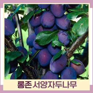 자두나무 묘목 서양자두 푸룬 롱존 R3cm 결실주(분) 1개