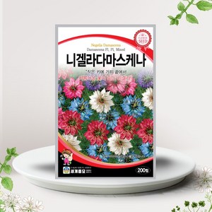 솔림텃밭몰 니겔라다마스케나씨앗 200립 니겔라 꽃씨앗, 1개