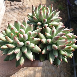 [수암다육] 연지곤지 랜덤발송 Echeveria 'Yeonji' 다육 다육이 다육식물 546, 1개