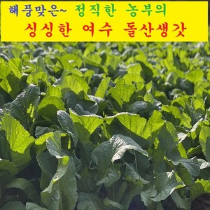 24년 프리미엄 산지직송 직접수확 청년농부 해풍 여수돌산갓 5kg 10kg 돌산생갓 햇갓 갓김치 돌산갓김치 돌산갓 여수 청갓 여수갓 여수갓김치 생돌산갓 노지, 1박스