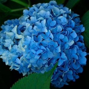 [블루밍야생화] LA드림 대품*2/8세트-농장직판(100%개화주 청수국류/큰꽃수국), 2개