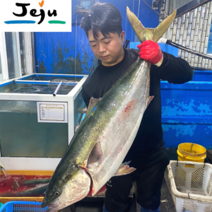 [제철365] 제주 모슬포 최남단 마라도 겨울 대방어 특대방어 회 택배, 1개, 7~8kg (반마리)