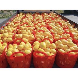 산지직송 당도선별 참외 성주참외 5kg 실중량, 성주참외 가정용 혼합과 5KG, 1박스