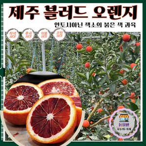 [붉은과육] 제주산 명품 블러드 오렌지 / 제주직송 / NO착색/NO코팅, 1박스, 혼합과 2.5kg