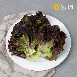 GAP인증 농협선별 적상추 500g 1kg, 01.적상추 500g