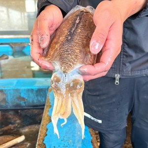 태안 신진도 활갑오징어 생갑오징어 자연산 갑오징어, 1박스, 2kg(비손질)