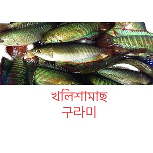 S.N. FOOD FROZEN KHOLISHA(냉동구라미)방글라데시/베트남 생선500G, 500g, 1개