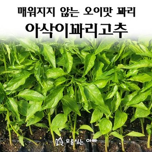 [모종심는아빠] 매워지지 않는 오이맛 꽈리 아삭이꽈리 고추 모종, 모종3개, 1개