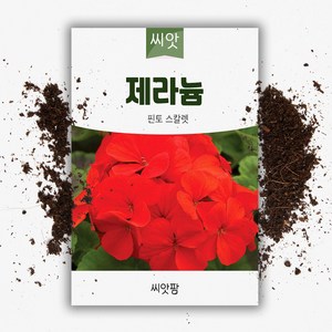 제라늄씨앗 (5립) 핀토 스칼렛, 1개