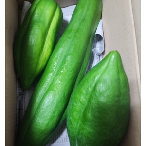 국산 농장직송 당일작업 전남 장흥 해남 그린 파파야 옐로우 파파야 [원산지:국산(전라남도 장흥군) 등], 1박스, 5kg(그린파파야)