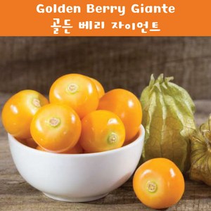 골든베리 자이언트 토마틸로 Golden Bey Gigante Tomatillo 희귀토마틸로 교육 체험용 세트, 1개