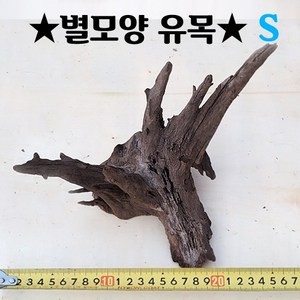 반짝반짝 별모양 유목 S사이즈(15~20cm내외), 1개