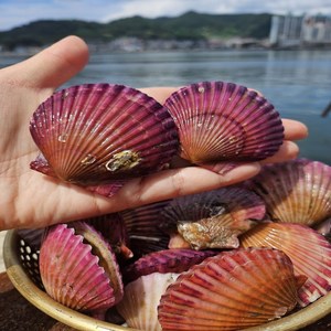 자체 세척하여 표면이 깨끗한 산지직송 제철 홍가리비 비단가리비, 1개, 3kg(90미 내외)