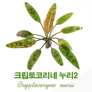 크립토코리네 누리2(1촉), 1개