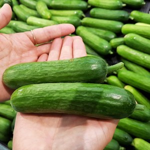 엄지척농산물] 국내산 미니오이, 2kg, 1박스