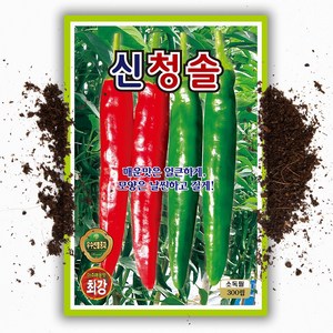 매운 고추씨앗 신청솔 300립 청양 고추 씨 종자, 1개