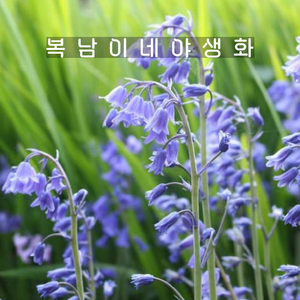 구근 잉글리쉬블루벨 논스크립타 [8구 복남이네야생화 추식구근 bluebell], 8개