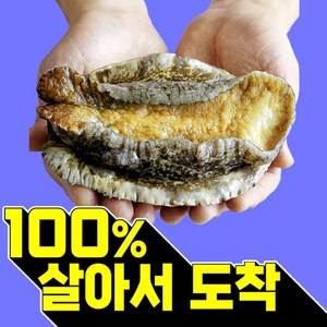 복다미 전복선물세트 특대 완도전복직거래, 9호, 1세트, 1.5kg