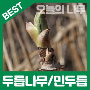 합리적 가격의 우수한 참두릅나무/가시없는 민두릅나무묘목 판매, 가시있는 참두릅나무묘목 2년생, 1개