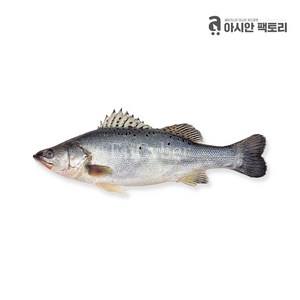 농어 1kg 5마리 직수입 냉동농어 태국 베트남 음식 농어요리 아시안팩토리, 냉동 농어 1kg 5개, 5개