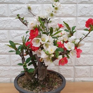 일월성 명자나무90, 1개, 삼색