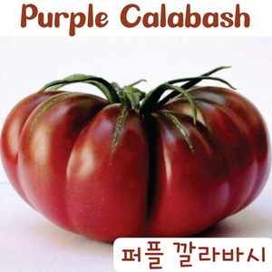 퍼플 깔라바시 Puple Calabash 큰토마토 달콤한 희귀토마토 교육체험용 세트, 1개