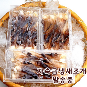 산지직송 자연산 여수 새조개 2kg 실중량 500 내외, 1개