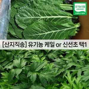 유기농 케일 / 신선초 1kg(녹즙용 주스용 스무디용 샐러드용 녹즙재료), 케일 1kg, 1개