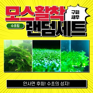 [수초킹] 모스활착 랜덤세트 / 구피 새우 치어 치비 모스 음성 활착 삼각 자와 피콕 윌로 월로 피시덴 리시아 물미역 불꽃 퀸 미니삼각 프리미엄 비단 버드나무 민물미역 크리스마스, 3개