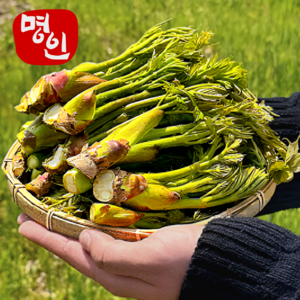 [40년명인의손길] 국내산 명품 참두릅 (특), 1개, 500g