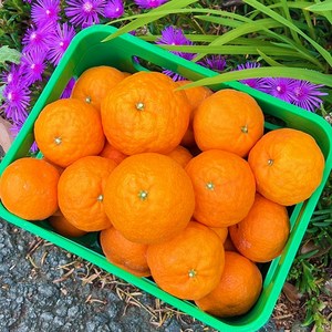 산지직송 제주 카라향 3kg 5kg 10kg 가정용 못난이, 1개, 못난이 5kg