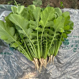 동두천 소요산 아삭이 어린 열무 싱싱한열무, 1개, 2.5kg