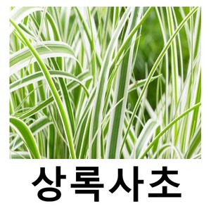 상록사초 에버레스트 5치포트, 1개