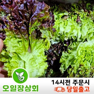 < 오일장 상회 > 국내산 꽃상추 2kg 4kg내외, 1개, 4kg