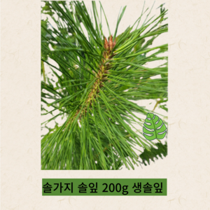 솔가지 솔잎 200g 생솔잎, 1개