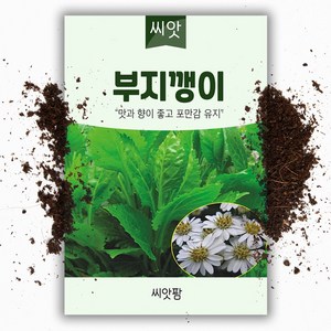 씨앗팜 부지깽이 씨앗 100립 - 섬쑥부쟁이, 1개