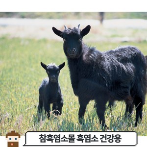 [당일 발송] 흑염소 건강용(호주산), 1개, 10kg