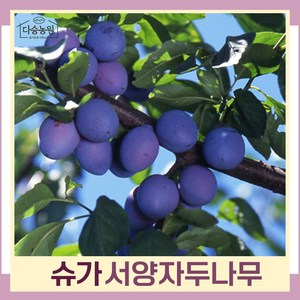 자두나무 묘목 서양자두 슈가 푸룬 R3cm 결실주(분) 1개