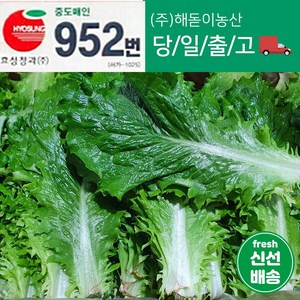 해돋이농산 국내산 청로메인 2kg, 1박스