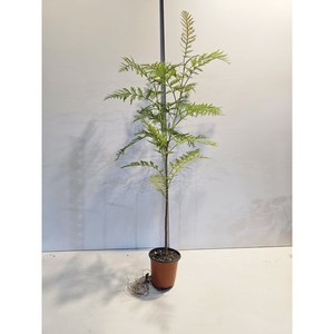 식물공장 그레빌레아 그레빌리아 외목대 소품 15-50cm 59, 1개