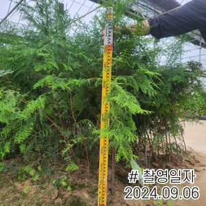 목하원예조경 편백나무 편백플러그 1m전후 분, 1개
