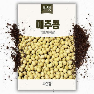 메주콩 씨앗(30g), 1개