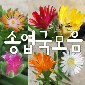[허브여울송엽국] 송엽국모음(노지월동/미니송엽국5종/애기송엽국/오렌지스타/신월) 지름 9cm 소품 & 15cm중품 다육화분, 오렌지스타, 1개