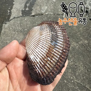 벌교 꼬막 피꼬막 피조개 당일조업 산지직송 특대 왕꼬막, 1개, 10kg